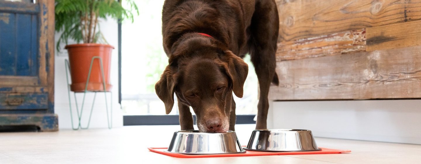 čokoladni labrador jede iz zdjelice članak