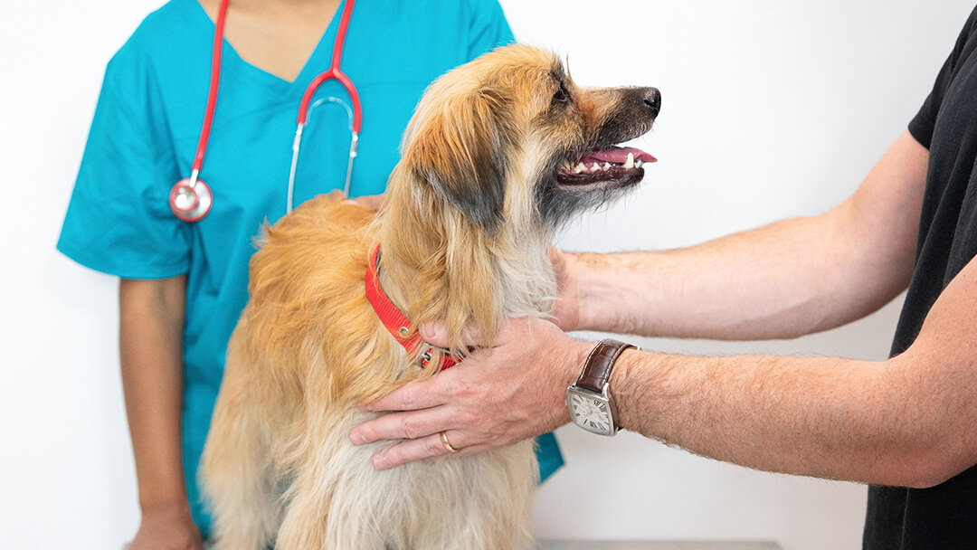 Vlasnik drži psa kod veterinara