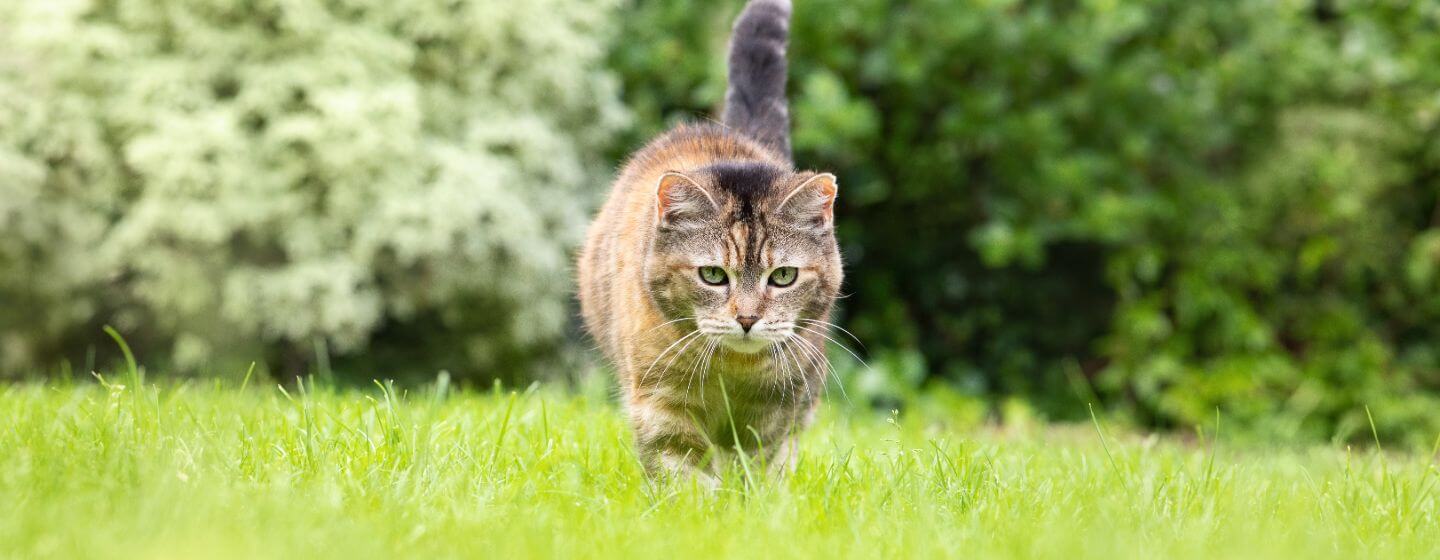 Mačka šulja u travi