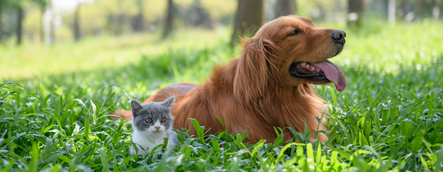 Mali mačić sjedi sa psom u visokoj travi