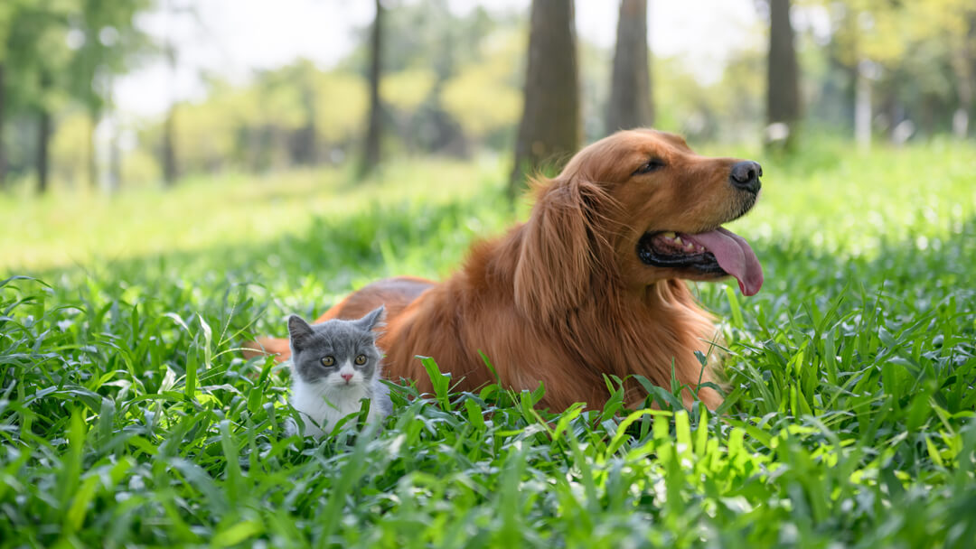 Mali mačić sjedi sa psom u visokoj travi