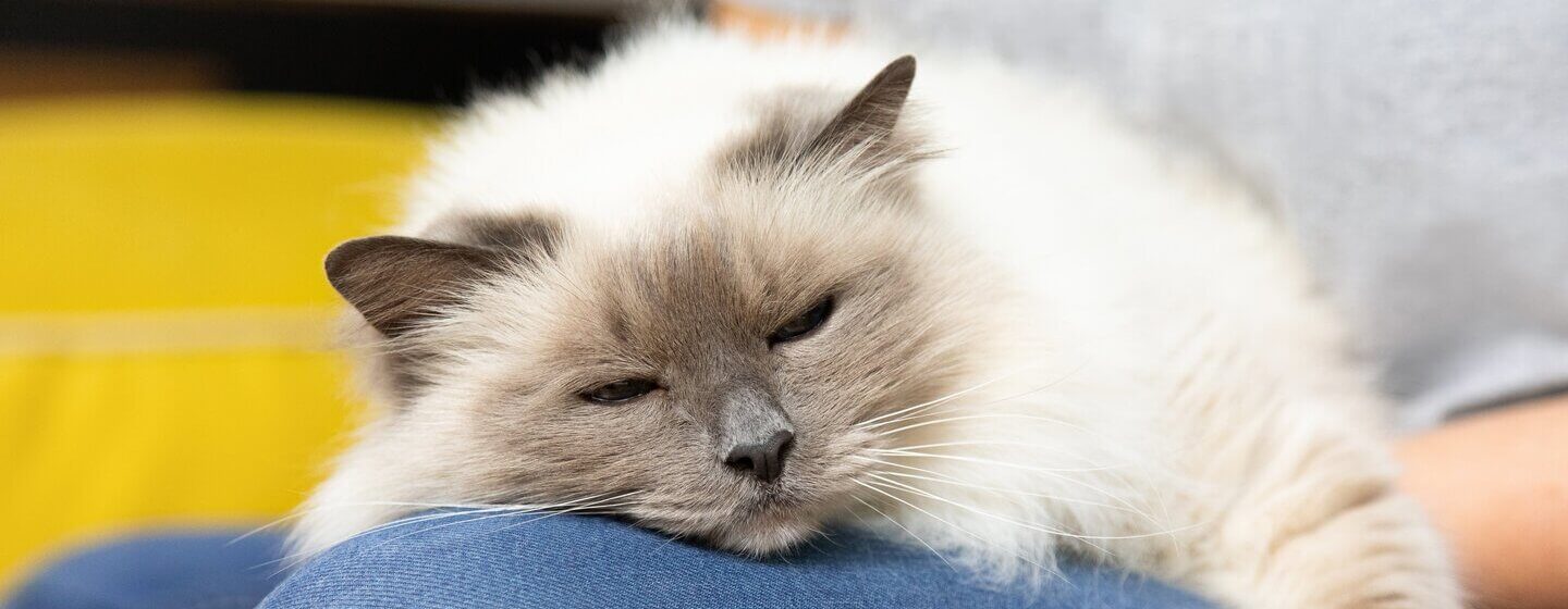 Mačka koja spava na vlasnikovom koljenu