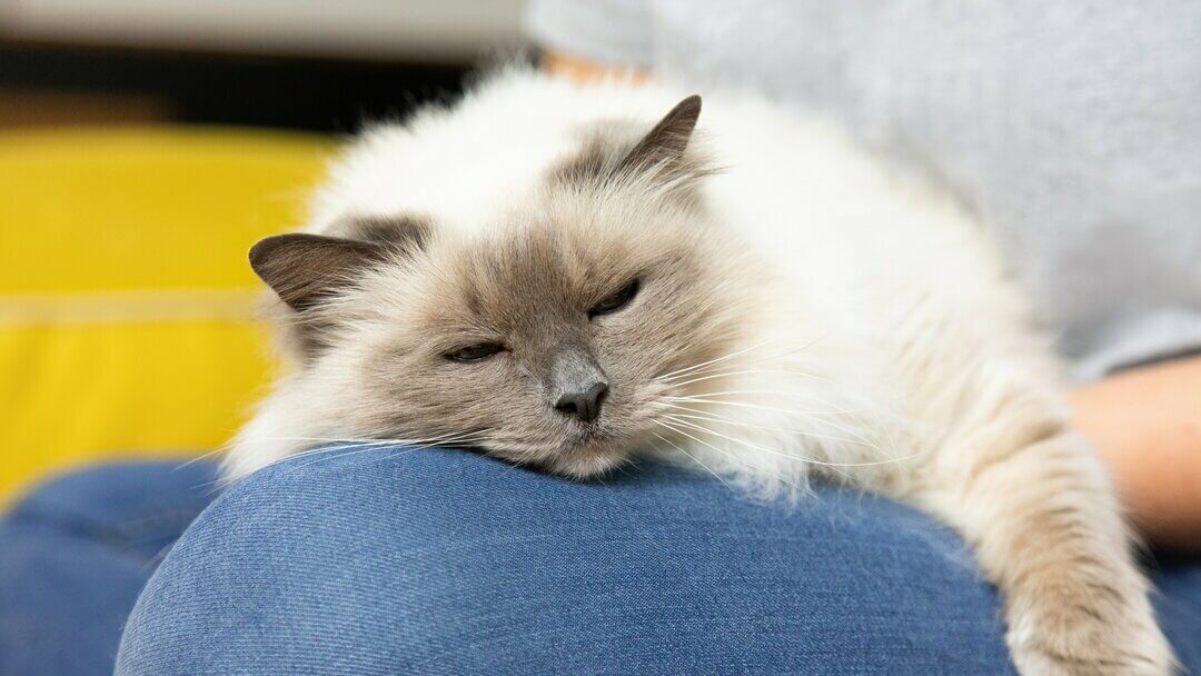 Mačka koja spava na vlasnikovom koljenu