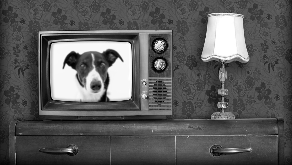 Crno-bijeli stari televizor s uključenim psom