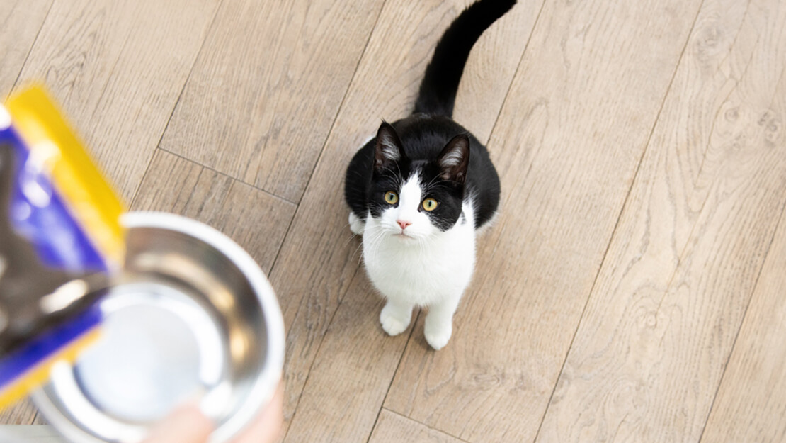 Crno-bijela mačka čeka dok joj se poslužuje hrana