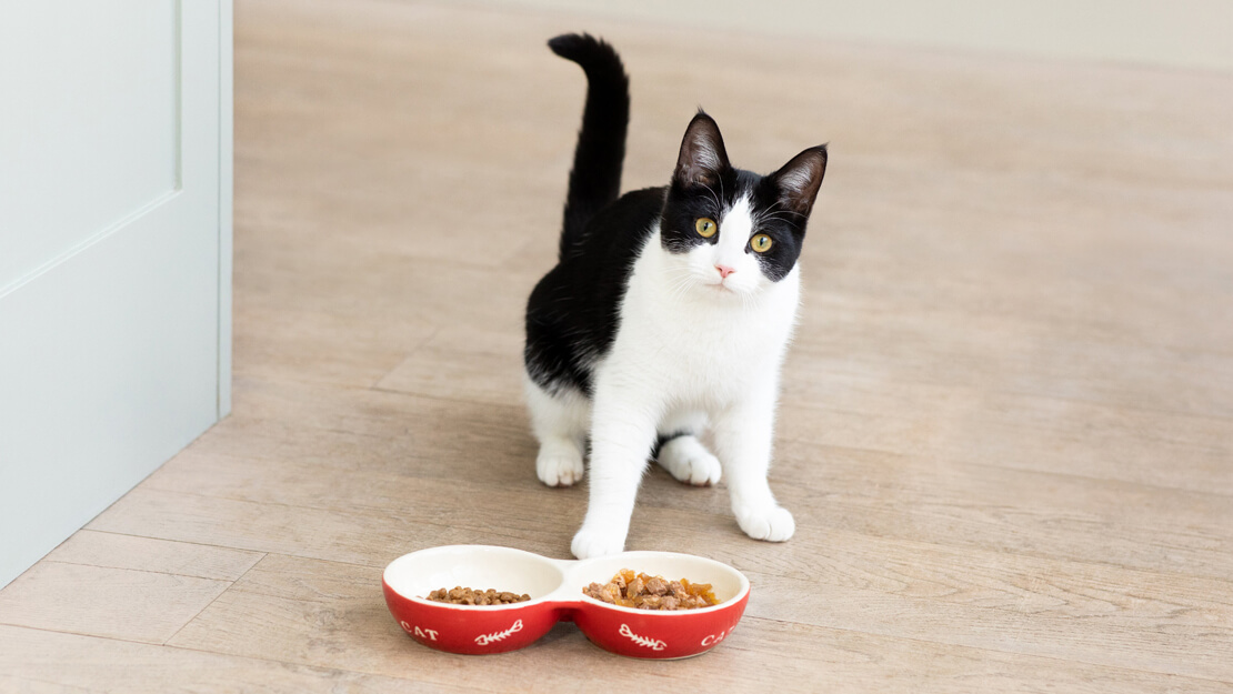 Crno-bijela mačka ispred zdjelica s hranom
