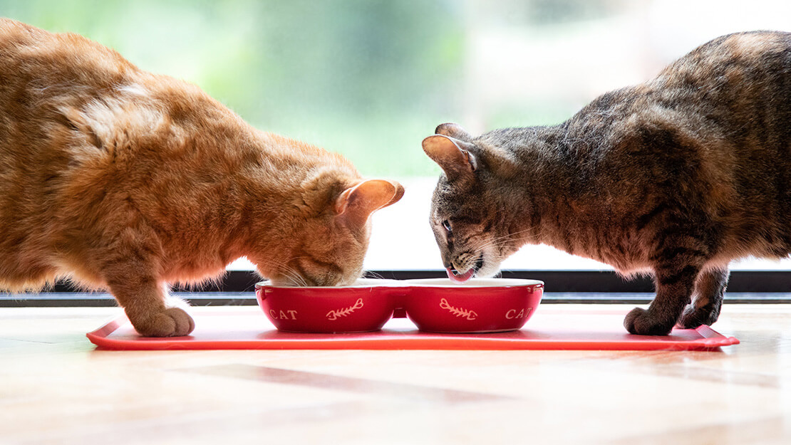 Dvije mačke jedu hranu iz zdjelica