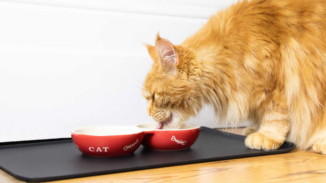 Narančasta mačka jede hranu iz zdjelice