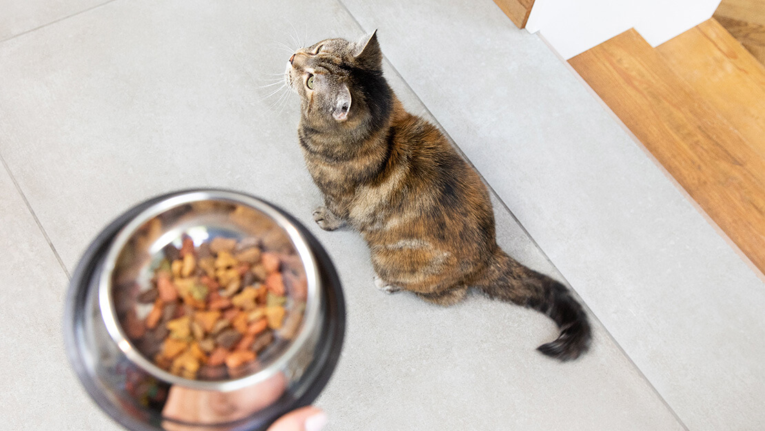 Mačka čeka hranu koja je u zdjelici