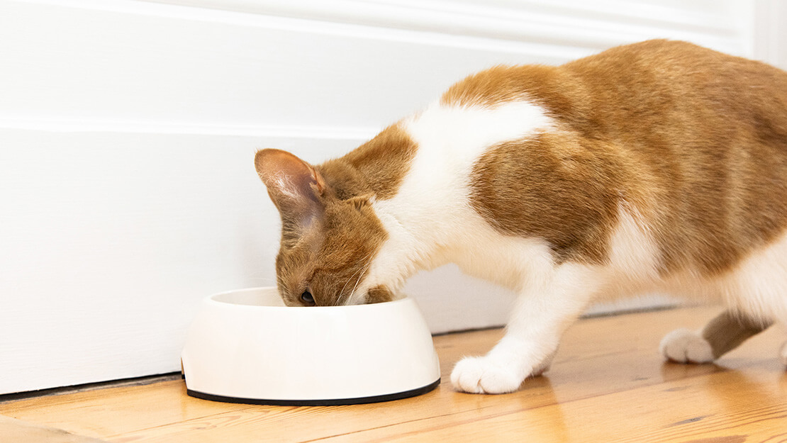 Narančasto-bijela mačka jede hranu iz zdjelice