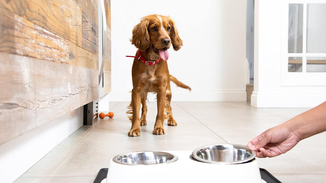 Pas sa crvenom ogrlicom i vlasnik koji mu donosi hranu u zdjelici
