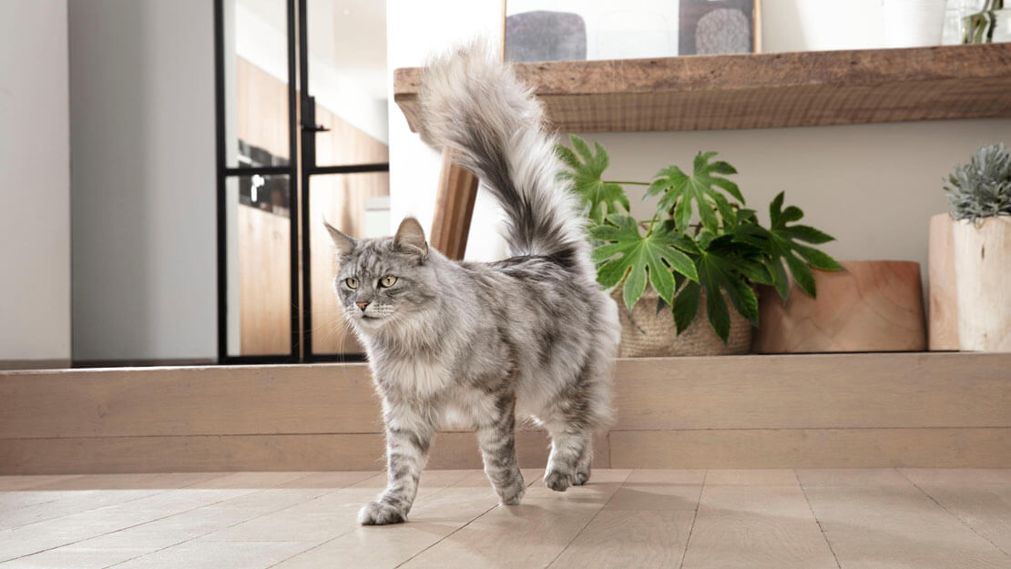 Purina One hrana za mačke