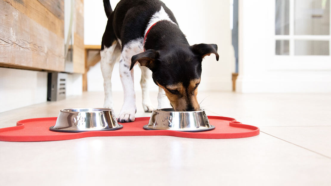 Pas jede hranu za pse iz zdjelice
