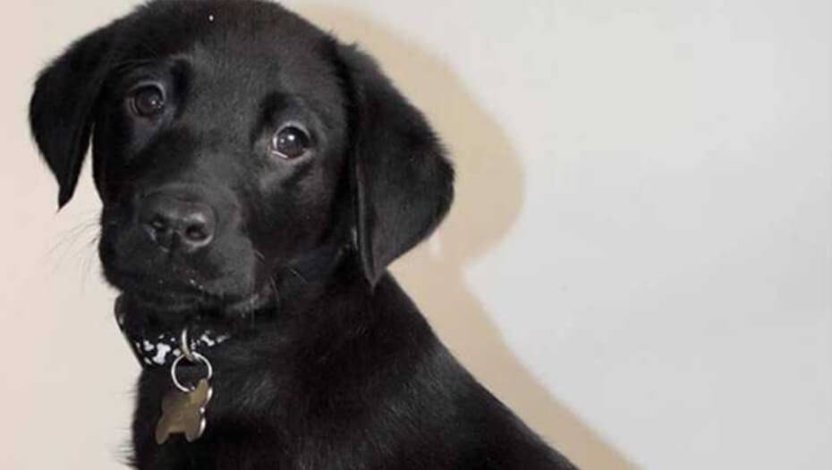 Black labrador puppy