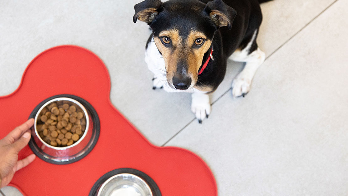 Pas pored zdjelice sa suhom hranom za pse