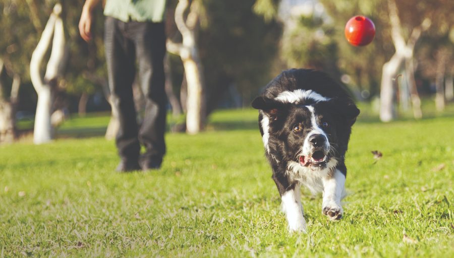 Border Collie lovi crvenu loptu preko travnate površine