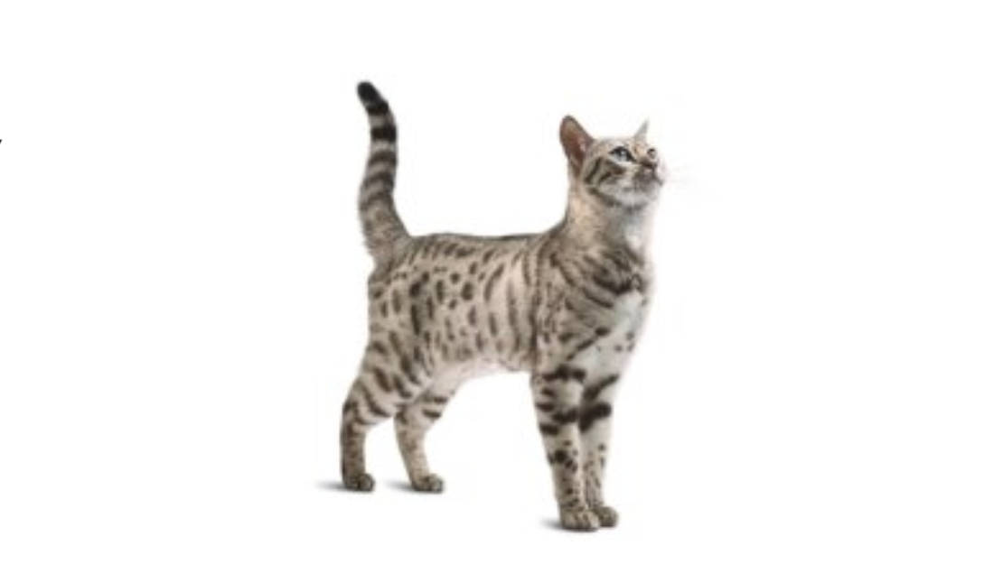 Pro Plan Veterinary Diets FortiFlora za mačke​