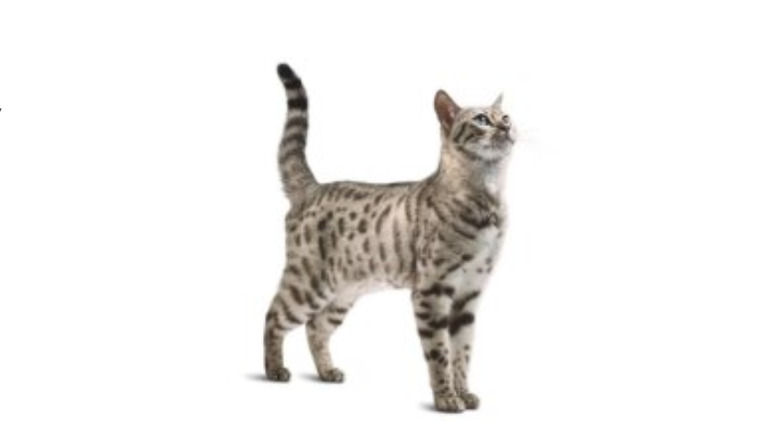Pro Plan Veterinary Diets FortiFlora za mačke