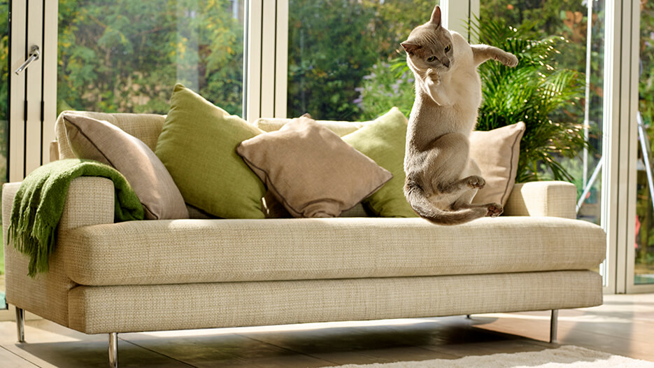 mačka na sofi