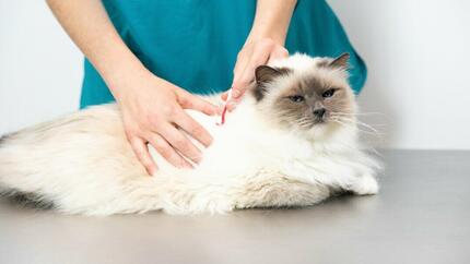 Bijela mačka pregledana od strane veterinara