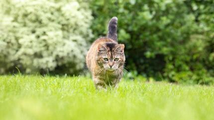 Mačka šulja u travi