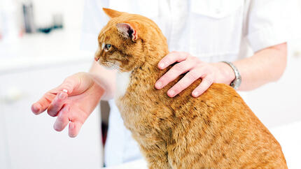 Veterinar daje mačiću tabletu