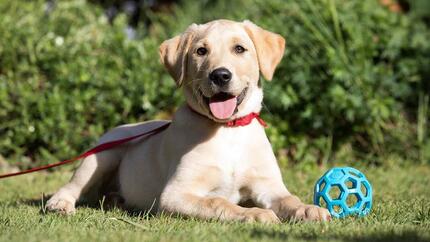 Labrador leži u travi na povodcu
