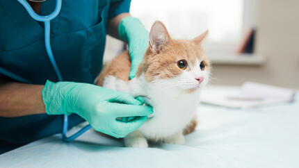 Mačka na pregledu kod veterinara