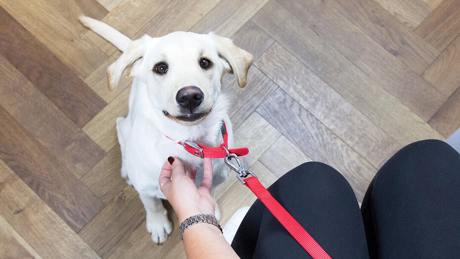 štene gleda u vlasnika u veterinarskoj čekaonici