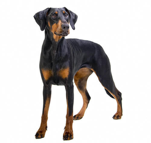 Doberman