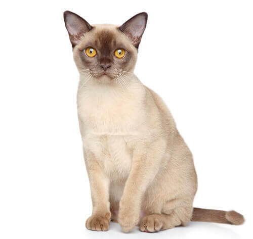 Burmanska mačka