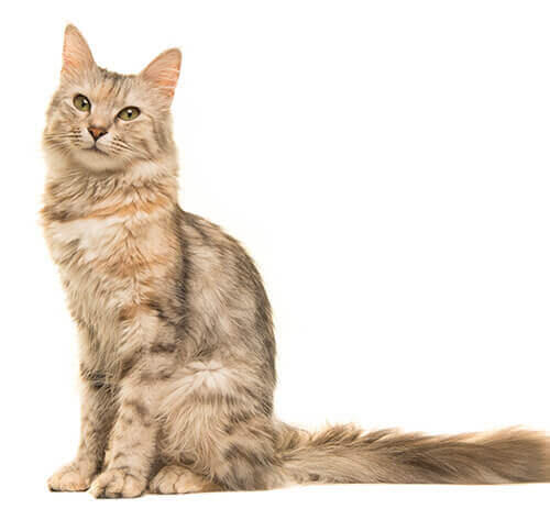 Orijentalna dugodlaka mačka