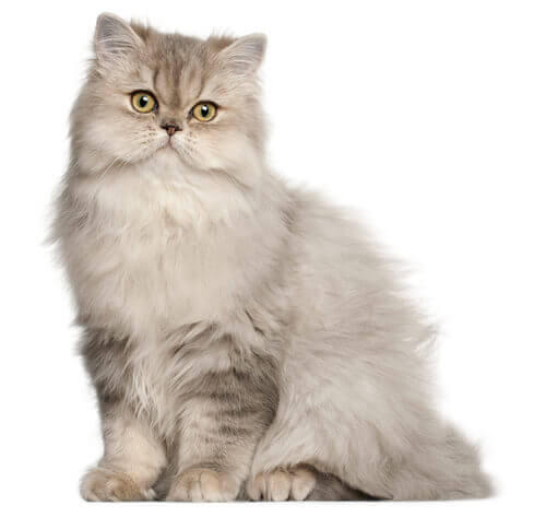 Perzijska mačka (dugodlaka)