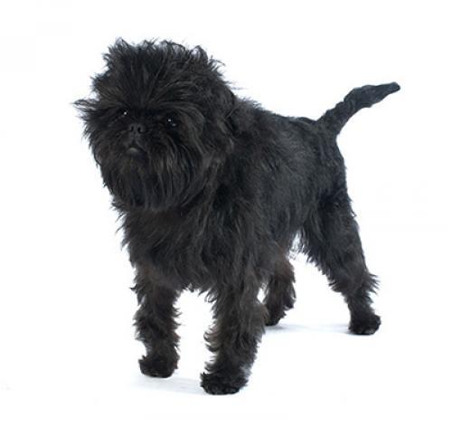 Affenpinscher Affenpinscher