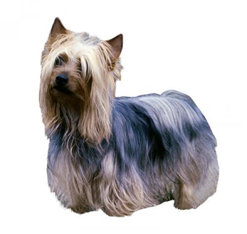 Australian Silky Terrier Australian Silky Terrier