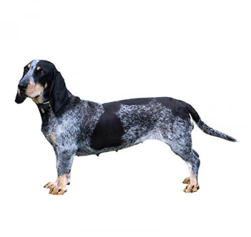 Basset Bleu de Gascogne Basset Bleu de Gascogne