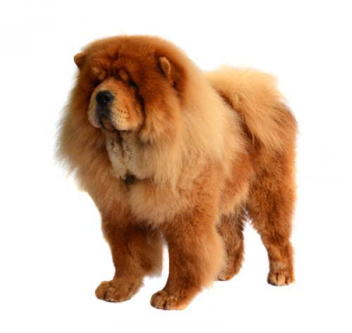 Chow Chow (Dugodlaki)