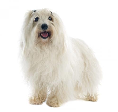 Coton De Tulear