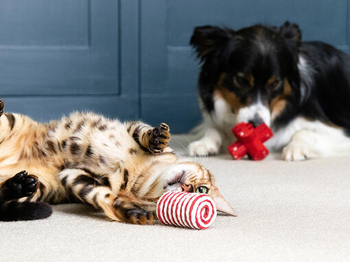 Mačka i pas igraju se igračkama