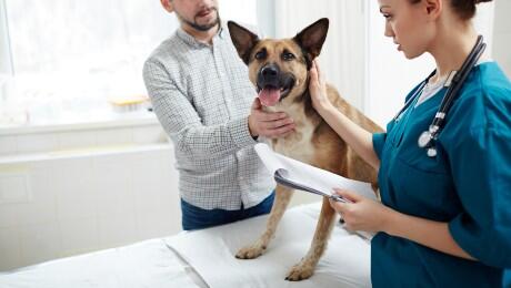 Njemački ovčar kod veterinara