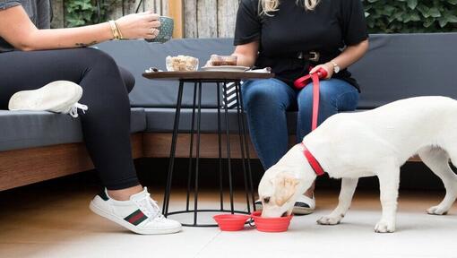 štene labradora pije vodu ispod stola u kafiću