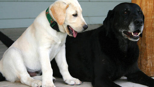 Jedno štene zlatnog labradora i jedan stariji crni labrador leže jedno pored drugog