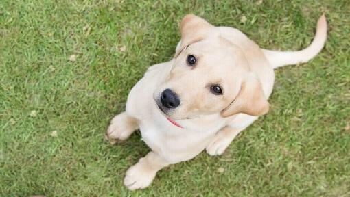 Štene zlatnog labradora sjedi na travi