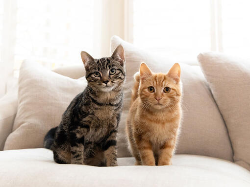 Braon i Ginger Tabby mačke sjede na sofi