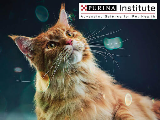 Purina institut i inovacije