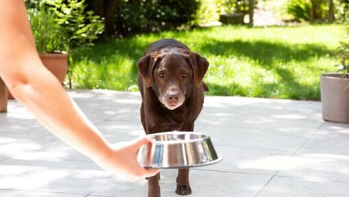 Stariji labrador vani dobiva zdjelicu s hranom