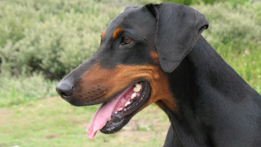 dobermann koji gleda ulijevo