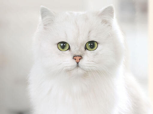 Gourmet bijela mačka