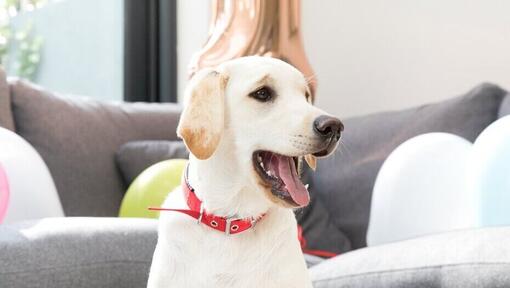 Žuti labrador kod kuće sa otvorenim ustima