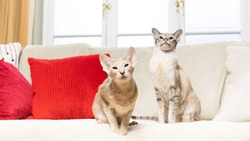 Dvije mačke sjede jedna pored druge na sofi